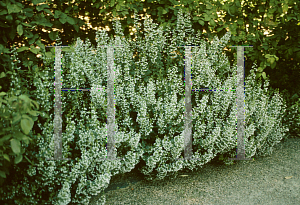 Picture of Calamintha nepeta 