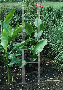 Picture of Canna iridiflora 