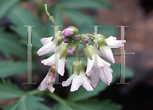 Picture of Cardamine diphylla 