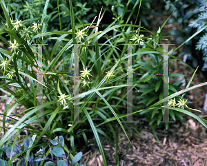 Picture of Carex grayi 
