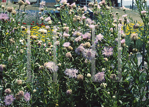 Picture of Centaurea americana 