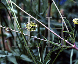 Picture of Cephalaria gigantea 