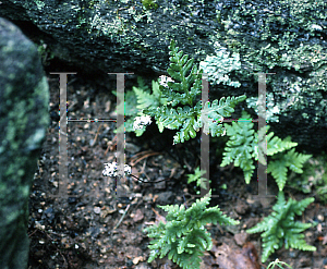 Picture of Cheilanthes argentea 