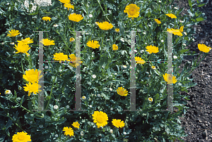 Picture of Chrysanthemum segetum 