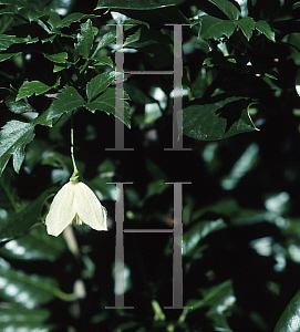 Picture of Clematis cirrhosa 