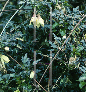 Picture of Clematis cirrhosa 