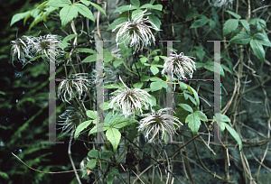 Picture of Clematis macropetala 