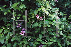 Picture of Clematis texensis 'Duchess of Albany'