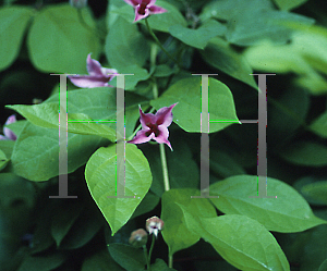Picture of Clematis texensis 'Duchess of Albany'