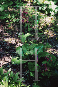 Picture of Clintonia andrewsiana 