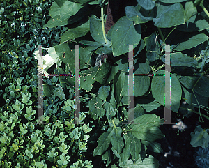 Picture of Cobaea scandens 'Alba'