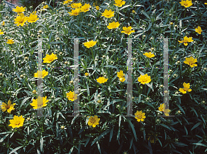 Picture of Coreopsis grandiflora 'Early Sunrise'