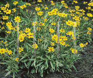 Picture of Coreopsis  'Tequila Sunrise'