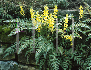 Picture of Corydalis cheilanthifolia 