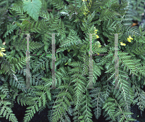 Picture of Corydalis cheilanthifolia 