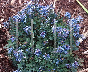 Picture of Corydalis flexuosa 'China Blue'