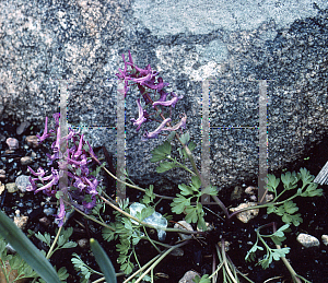 Picture of Corydalis solida 