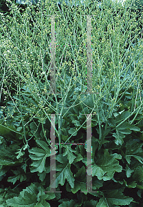 Picture of Crambe cordifolia 