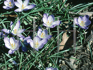 Picture of Crocus chrysanthus 'Blue Pearl'