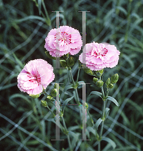 Picture of Dianthus caryophyllus 