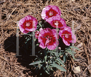 Picture of Dianthus chinensis 'Low'
