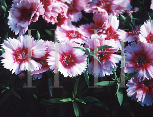 Picture of Dianthus chinensis 'Rosemarie'