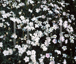 Picture of Dianthus leptopetalus 