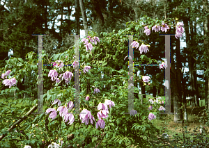 Picture of Dahlia imperialis 