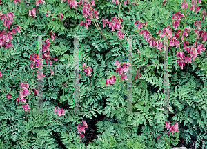 Picture of Dicentra formosa 'Bountiful'
