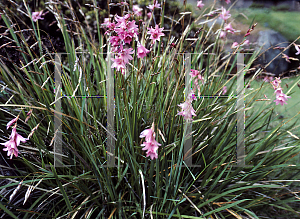 Picture of Dierama pulcherrimum 