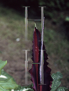 Picture of Dracunculus vulgaris 
