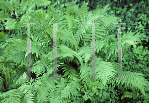 Picture of Dryopteris affinis 