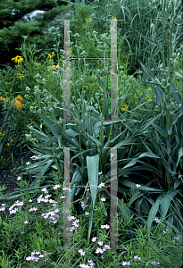 Picture of Eryngium yuccifolium 