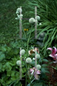 Picture of Eryngium yuccifolium 