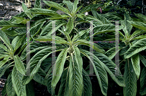Picture of Echium pininana 