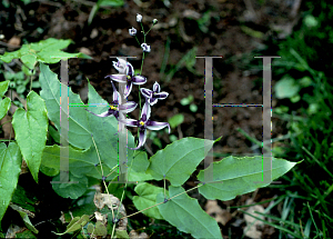 Picture of Epimedium acuminatum 