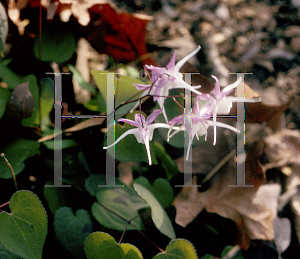 Picture of Epimedium grandiflorum 'Rose Queen'