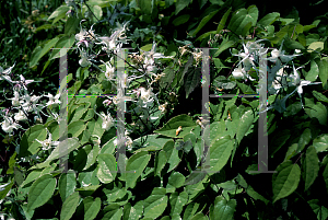 Picture of Epimedium grandiflorum 'White Queen'