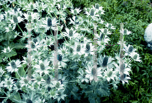 Picture of Eryngium giganteum 'White Silver'