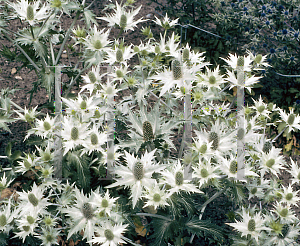 Picture of Eryngium giganteum 'Silver Ghost'
