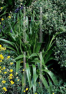 Picture of Eryngium bromeliifolium 