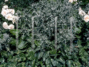 Picture of Eryngium dichotomum 