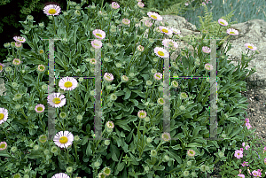 Picture of Erigeron glaucus 'Elstead Pink'