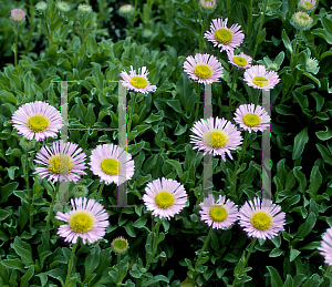 Picture of Erigeron glaucus 'Elstead Pink'