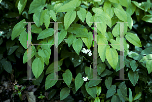 Picture of Epimedium x youngianum 'Niveum'