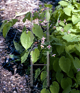 Picture of Epimedium purpuraum 
