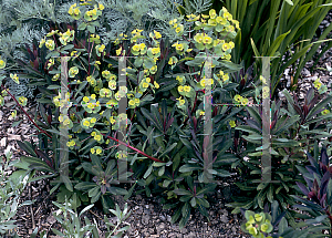 Picture of Euphorbia amygdaloides 'Rubra'