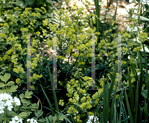 Picture of Euphorbia amygdaloides 'Purpurea'