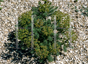 Picture of Euphorbia cyparissias 