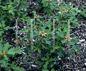 Picture of Euphorbia heterophylla 